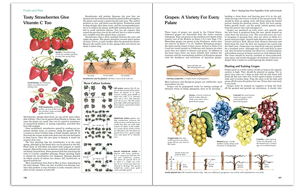 Specifics of planting strawberries, grapes, and other edible items