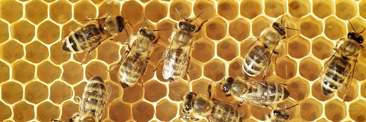 Twitter ‘replacement’ Hive shuts off service in privacy alert