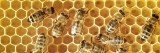 Twitter ‘replacement’ Hive shuts off service in privacy alert